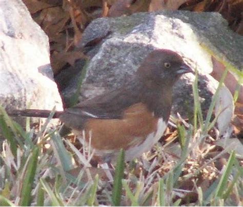 Female Rufous-Sided Towhee (aka Eastern Towhee) | (Taking a … | Flickr