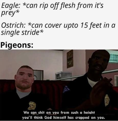 Best Funny pigeon Memes - 9GAG