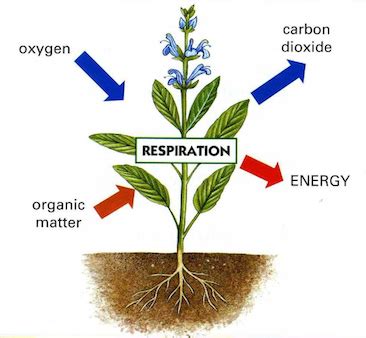 Botany - Respiration in Plants - Magme Guru