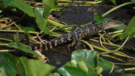 Baby Gator Photograph by Jacqueline Whitcomb | Fine Art America