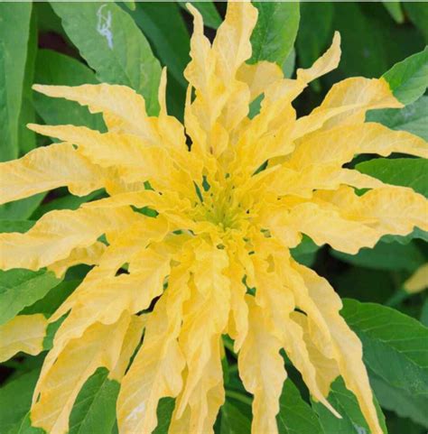 Amaranthus Tricolor Yellow Flower Seeds Joseph Coat Free Shipping ...