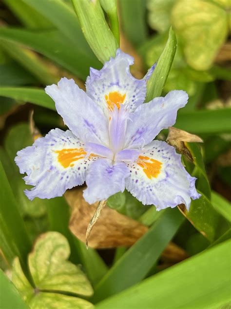 Iris Japonica : The Garden Club of Houston