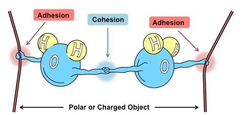 Definition Of Cohesion And Adhesion In Biology - DEFINITIONVA