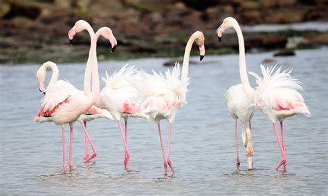 Greater Flamingo - Birds - South Africa