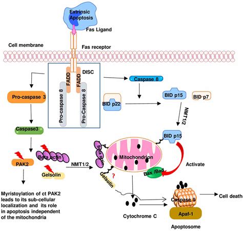 Frontiers | Myristoylation: An Important Protein Modification in the Immune Response