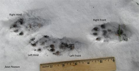 American Marten Tracks and Sign - Winterberry Wildlife