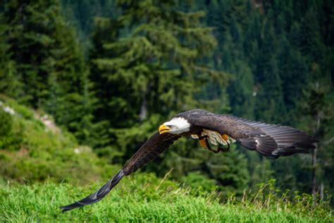 Wildlife Bucketlist Of British Columbia - L'Hermitage Hotel