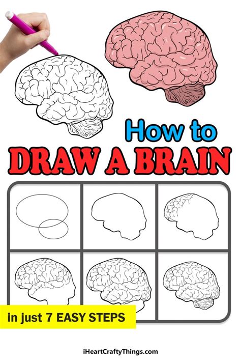 Brain Drawing - How To Draw A Brain Step By Step