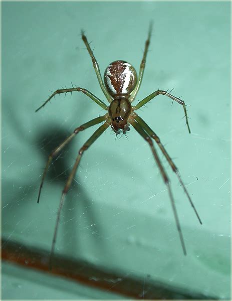 Arachnerds: Money Spiders - Linyphiidae