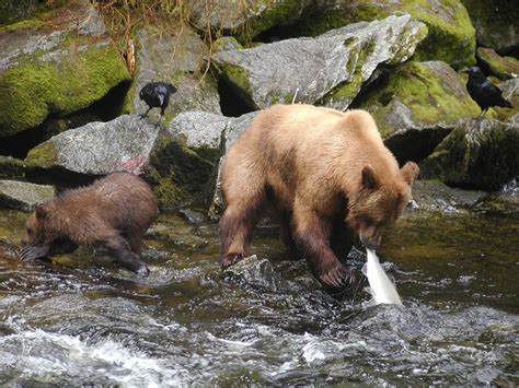 Strangers in Paradise ... Ketchikan, Alaska - Bonvoyageurs