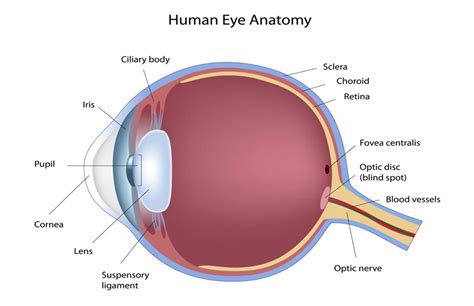 Basic Eye Anatomy