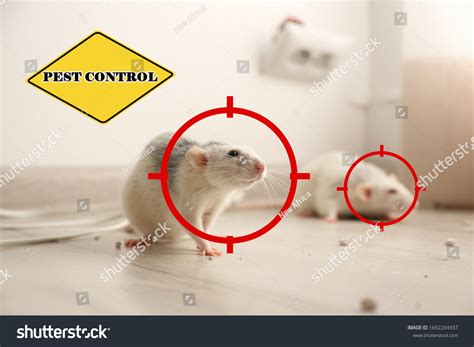 475 Rat target Images, Stock Photos & Vectors | Shutterstock