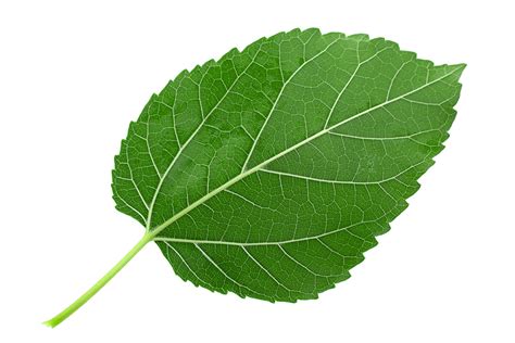 The Mulberry Leaf Archives - GreenSilk Professional High-Grade Mulberry Leaf Extract Formulations