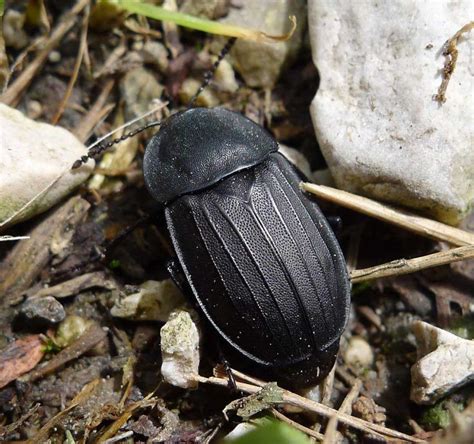 Carrion Beetle - Learn About Nature