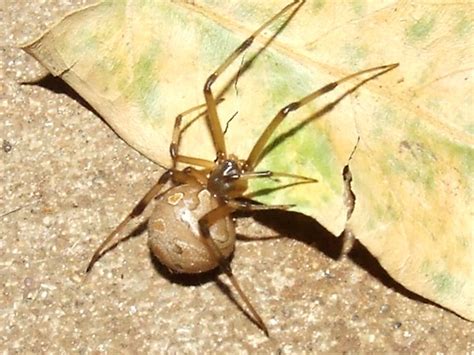 Theridiidae>Latrodectus geometricus Female Brown Widow spider Female DSCF92361 | Flickr - Photo ...