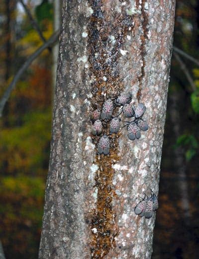 blog-spotted-lanternfly-damage | Be a Smart Ash