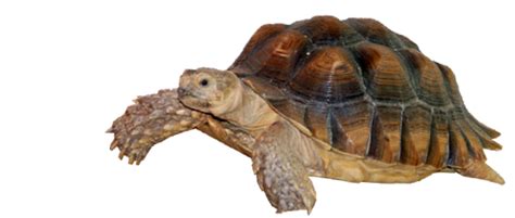 Free Tortoise PNG Transparent Images, Download Free Tortoise PNG Transparent Images png images ...