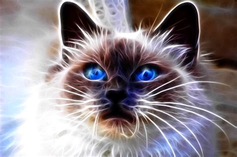 Download wallpaper 2240x1488 cat, blue, eyes, face, abstract hd background