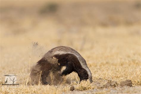 Honey badger digging for prey | Wild Scenics Photography