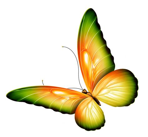 Transparent Butterfly Clipart | Free download on ClipArtMag