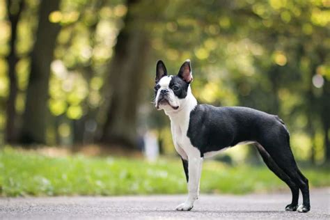 Boston terrier: Dog breed characteristics, pictures, care