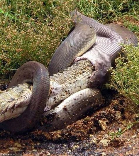 Photos show python devouring a freshwater crocodile | Animal attack, Crocodile, Python