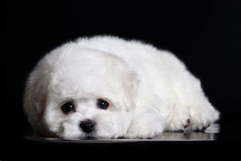 Teacup Bichon Frise | 13 Things You Should Know