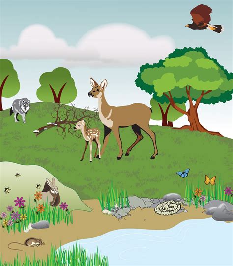 Terrestrial Ecosystems For Kids