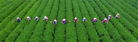 China’s Agriculture Sector: Past, Present and Future – Welcome to ...