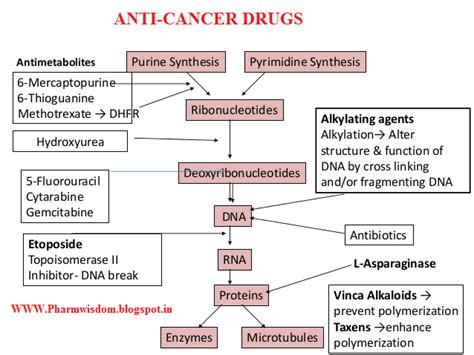 Mechanism of Action of Chemotherapeutic drugs - PHARMA WISDOM