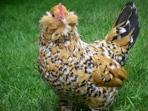 bearded chicken show | Fancy chickens, Beautiful chickens, Cute chickens