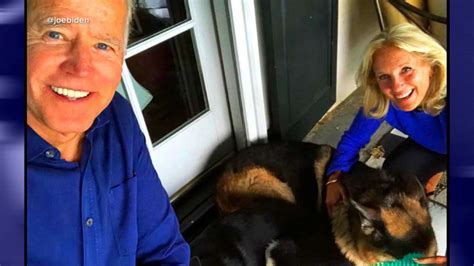 Biden family to bring shelter dog to the White House - Good Morning America