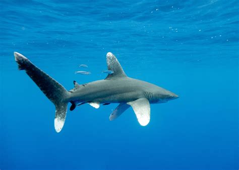 Oceanic Whitetip Shark (Carcharhinus longimanus) - ANGARI Foundation