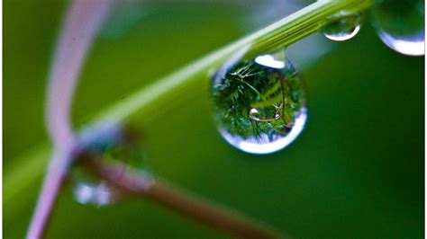 Macro Nature Wallpapers - Wallpaper Cave