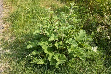 Burdock: growing, care & benefits - Plantura