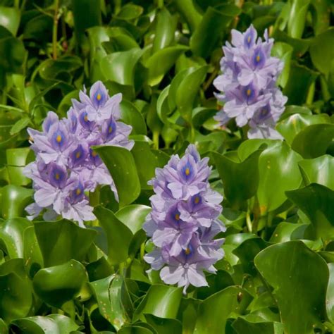 Kim's Secret Garden : How to grow water hyacinth?