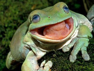 Snake Head Pops Out of Frog's Maw in Mesmerizing Photo | Live Science