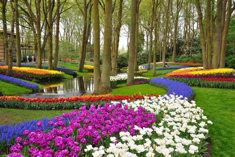 30+ Stunning Tulip Planting Ideas