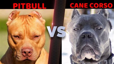 Pitbull vs Cane Corso Fight | Cane Corso vs Pitbull Fight| Best Guard ...