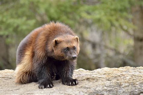 Wolverine Animal Facts | Sciencing