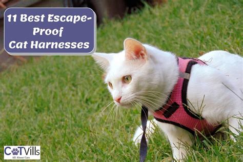 11 Best Escape Proof Cat Harnesses (2023 Reviews)