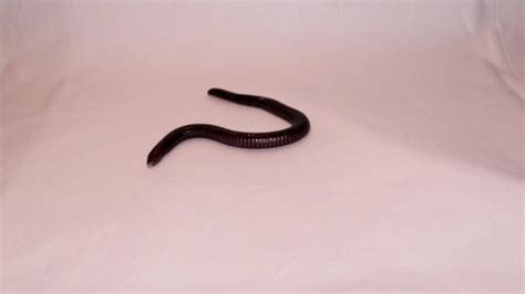 Snake Blind Snake Non Venomous it Stock Footage Video (100% Royalty-free) 1056151082 | Shutterstock