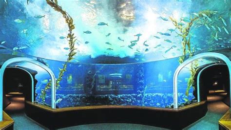 Poema Del Mar - Aquarium in Las Palmas De Grand Canaria | Poema del mar, Mar, Poemas