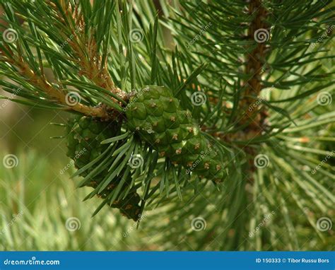 Scots Pine Cones Stock Photos - Image: 150333