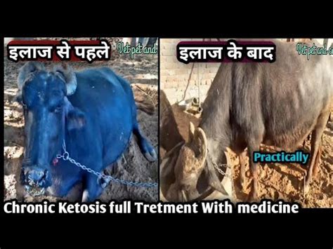 Chronic Ketosis in Cattle Buffalo||Symptoms, Diagnosis and full ...