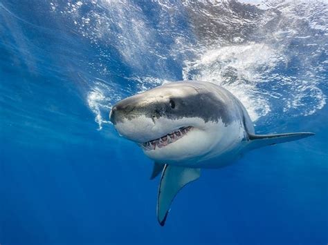 Great White Sharks Nukumi, Gladee: How To Track Them On NC Coast ...