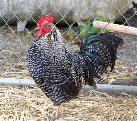 Plymouth Rock • Insteading Chicken Breeds Guide