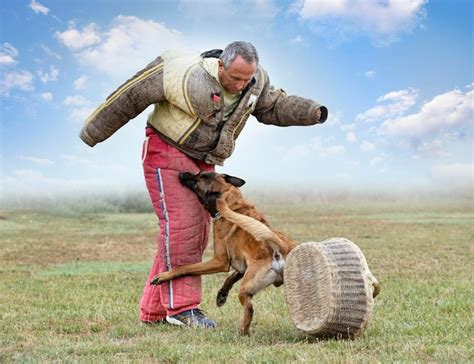 Premium Photo | Training of belgian shepherd