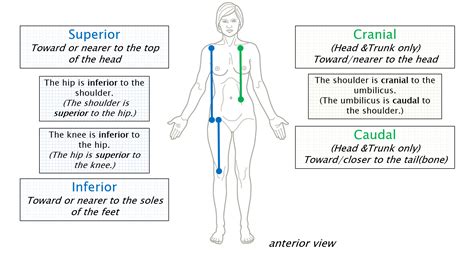 Anatomical Terminology – Anatomy 622 Coursebook