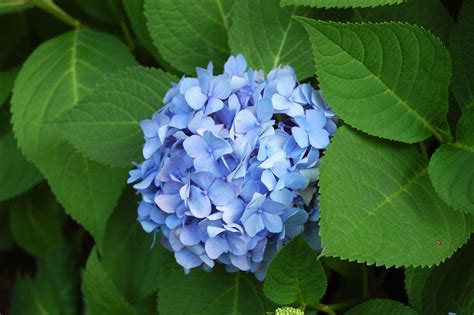 Hydrangeas: 10 Best Flowering Shrubs to Grow - Gardenista